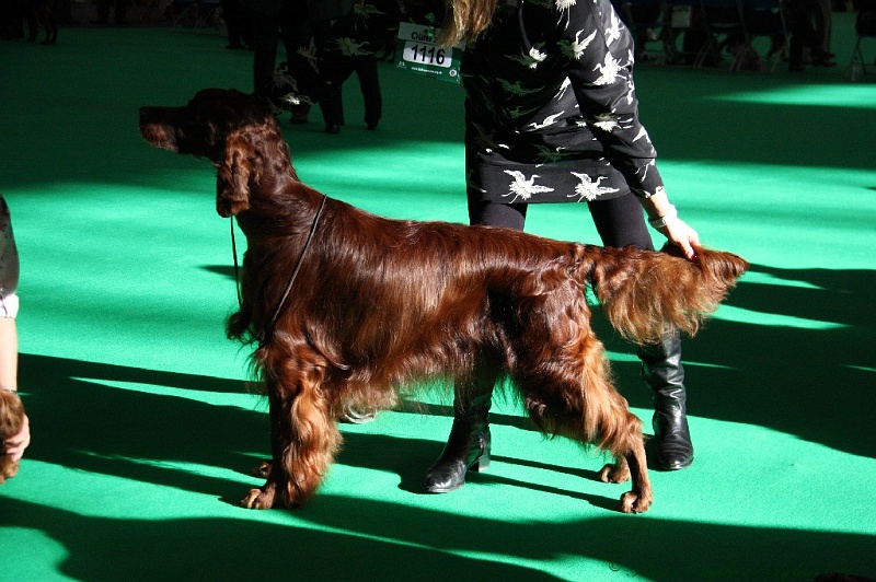 Crufts2011 090.jpg